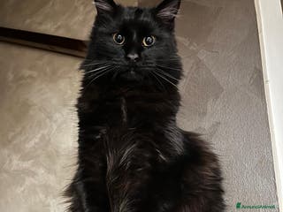 Maine Coon gatti CUCCIOLI MAINE COON BLACK SOLID - Annuncio 22