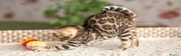 Bengala gatti in vendita: Cuccioli di Bengal o Bengala con Pedigree  - Annuncio 13