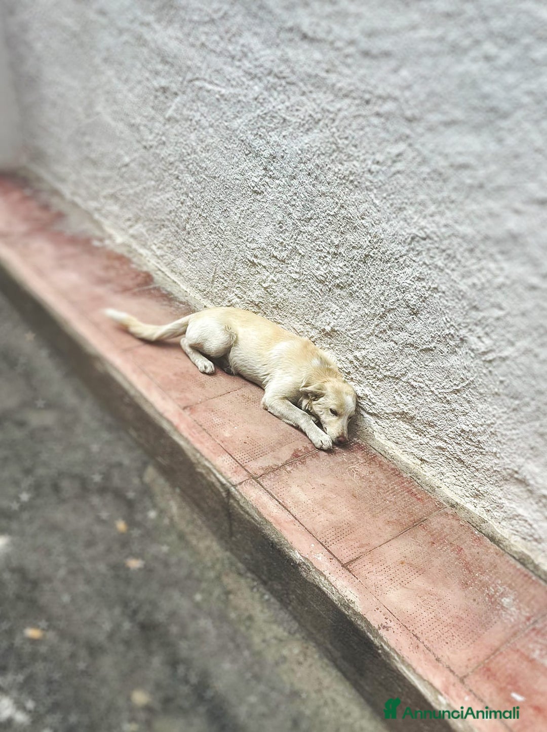 Meticcio cani in regalo: ZOOMY 🩷 - cucciola vive sola in canile 😞🥺 - Annuncio 4