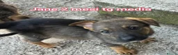 Meticcio cani in regalo: CUCCIOLI: URGENTE, TEMPO SCADUTO  a Provincia di Arezzo - Annuncio 6