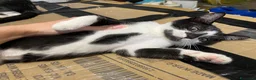 Europeo gatti in regalo: Gattini stupendi 🤩  - Annuncio 9