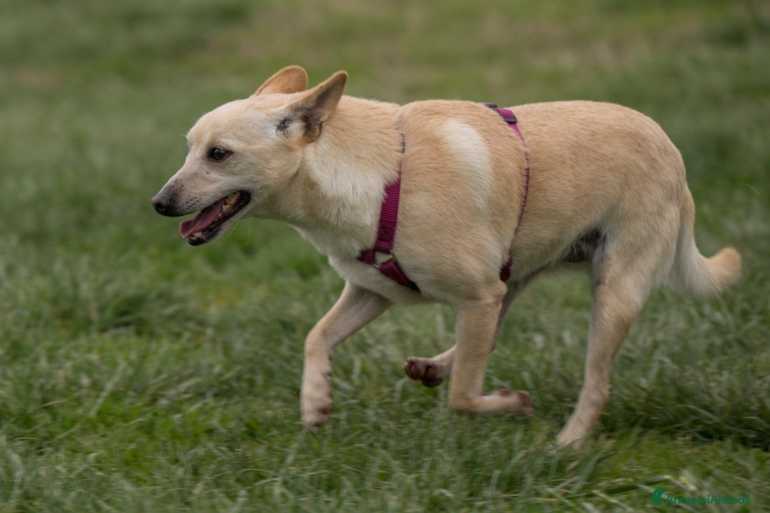 Meticcio cani in regalo: DARTY, piccolo e dolce meticcio cerca casa a Città metropolitana di Milano - Immagine 3