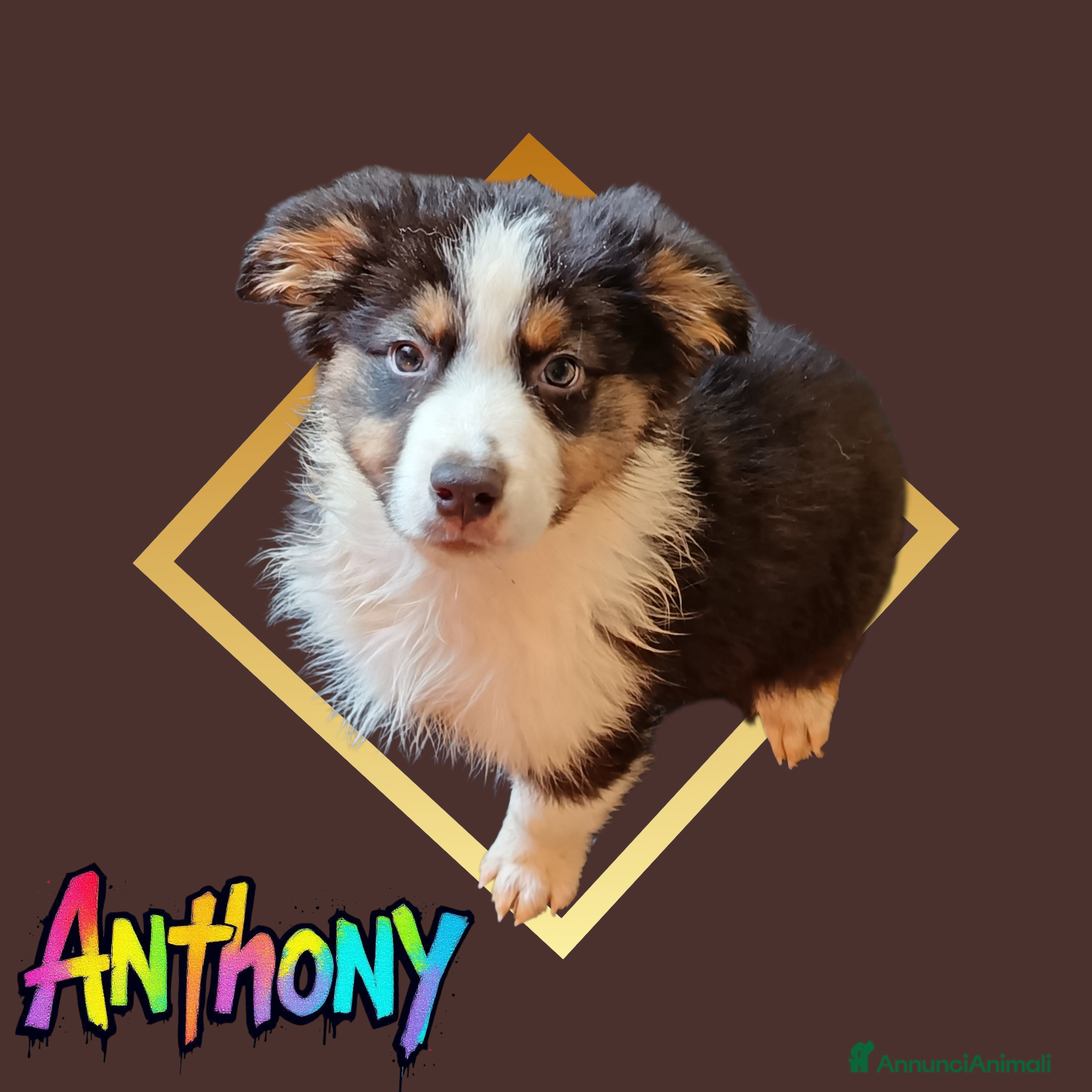 Australian Shepherd cani Cuccioli pastore australiano  - Annuncio 7