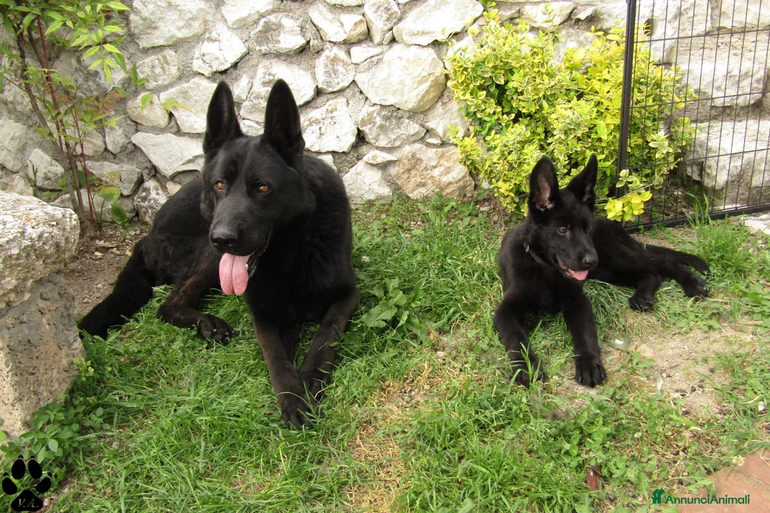 Pastore Tedesco cani in vendita: Pastore tedesco nero cuccioli importanti - Annuncio 7