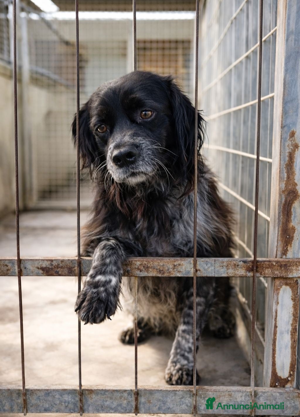 Breton cani Breton quasi 3anni in canile da 2! SOS TARANTO - Annuncio 2