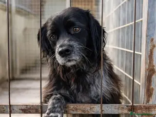 Breton cani Breton quasi 3anni in canile da 2! SOS TARANTO - Annuncio 2