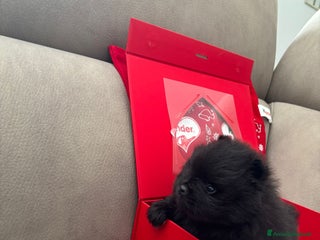 Spitz cani SPITZ POMERANIA - Annuncio 4