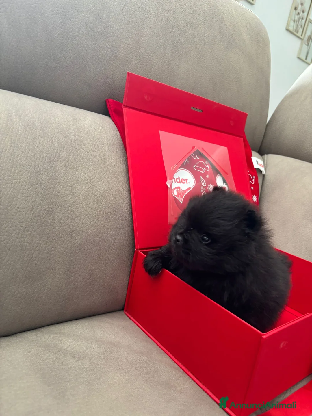 Spitz cani in vendita: SPITZ POMERANIA  - Annuncio 1