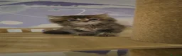 Scottish gatti in vendita: Scottish  - Annuncio 1