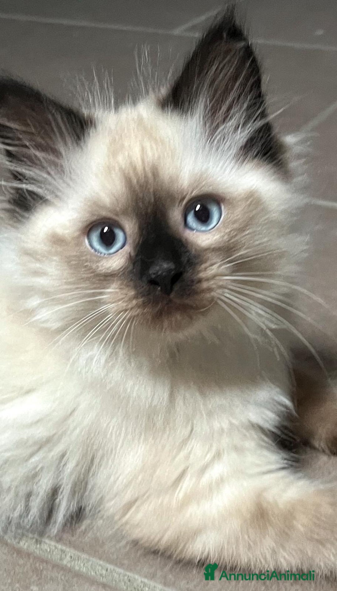 Siberiano gatti in vendita: Bellissimi Gattini siberiani e Neva masquerade. a Città Metropolitana di Genova - Immagine 1