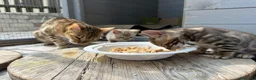 Bengala gatti in vendita: Cuccioli di Bengala - Annuncio 2