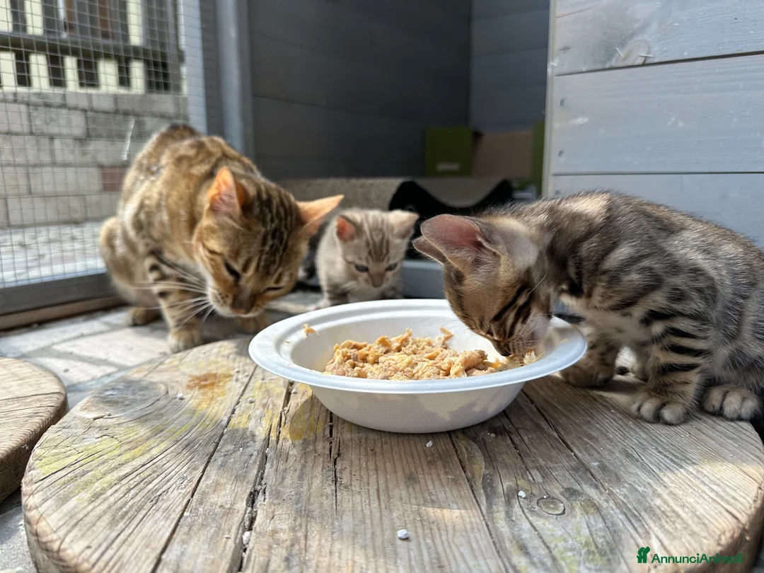 Bengala gatti in vendita: Cuccioli di Bengala - Annuncio 2