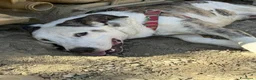Meticcio cani in regalo: ALFA, mix PITBULL super coccolone!! - Annuncio 5
