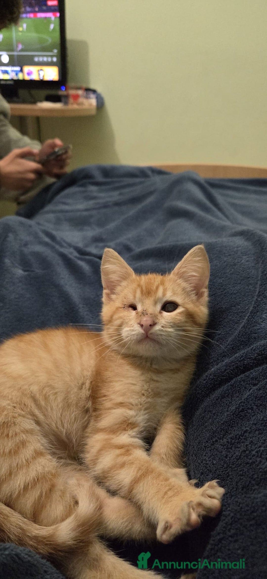 Altre razze gatti in regalo: GATTINI SPECIALI  - Annuncio 6