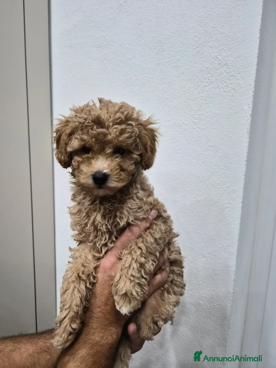 Barboncino Toy cani in vendita: Barboncino Toy - Annuncio 1