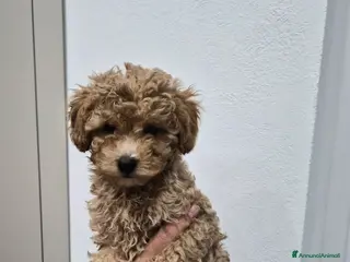 Barboncino Toy cani Barboncino Toy - Annuncio 23