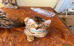 Bengala gatti in vendita: Bellissimi cuccioli  a Città metropolitana di Roma Capitale - Immagine 3