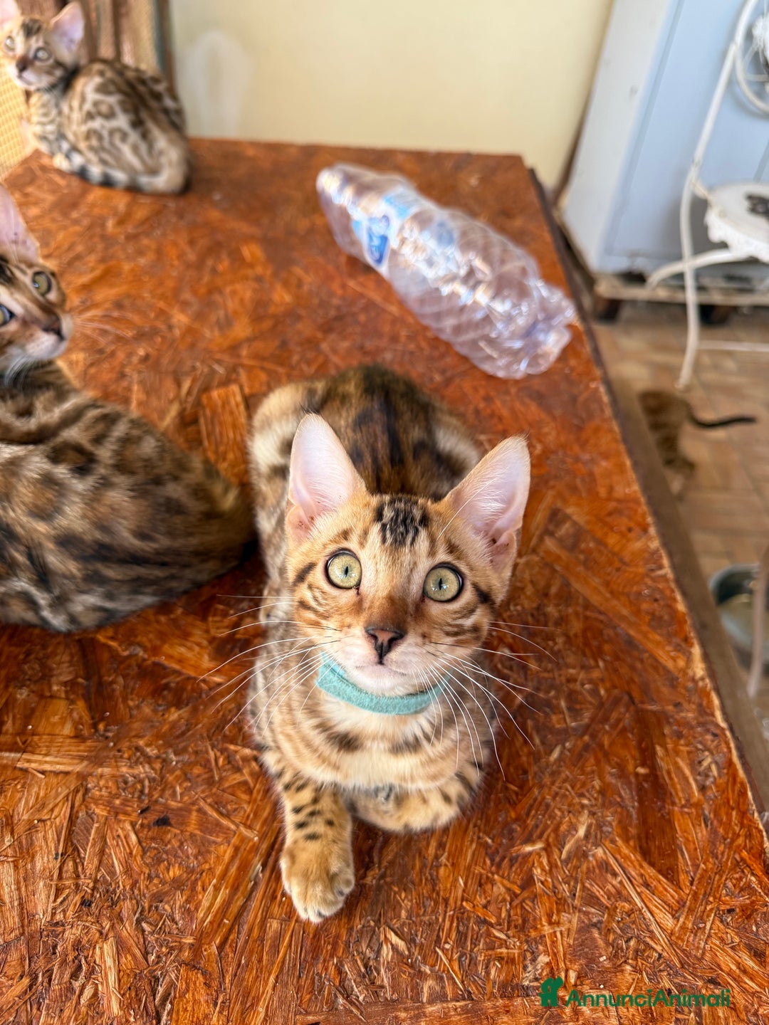 Bengala gatti in vendita: Bellissimi cuccioli  a Città metropolitana di Roma Capitale - Immagine 3