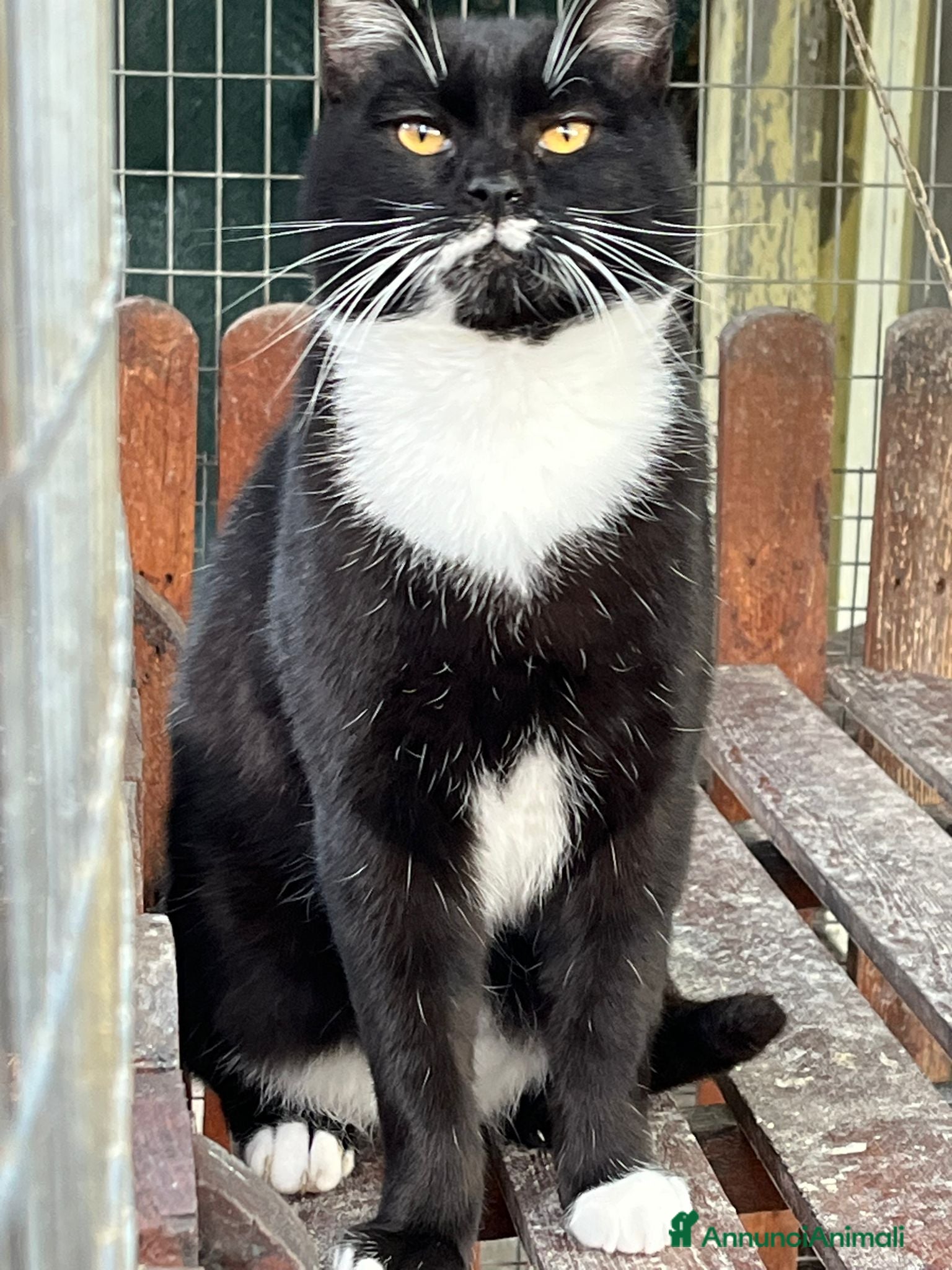 Europeo gatti Gattino bianco e nero - Annuncio 32