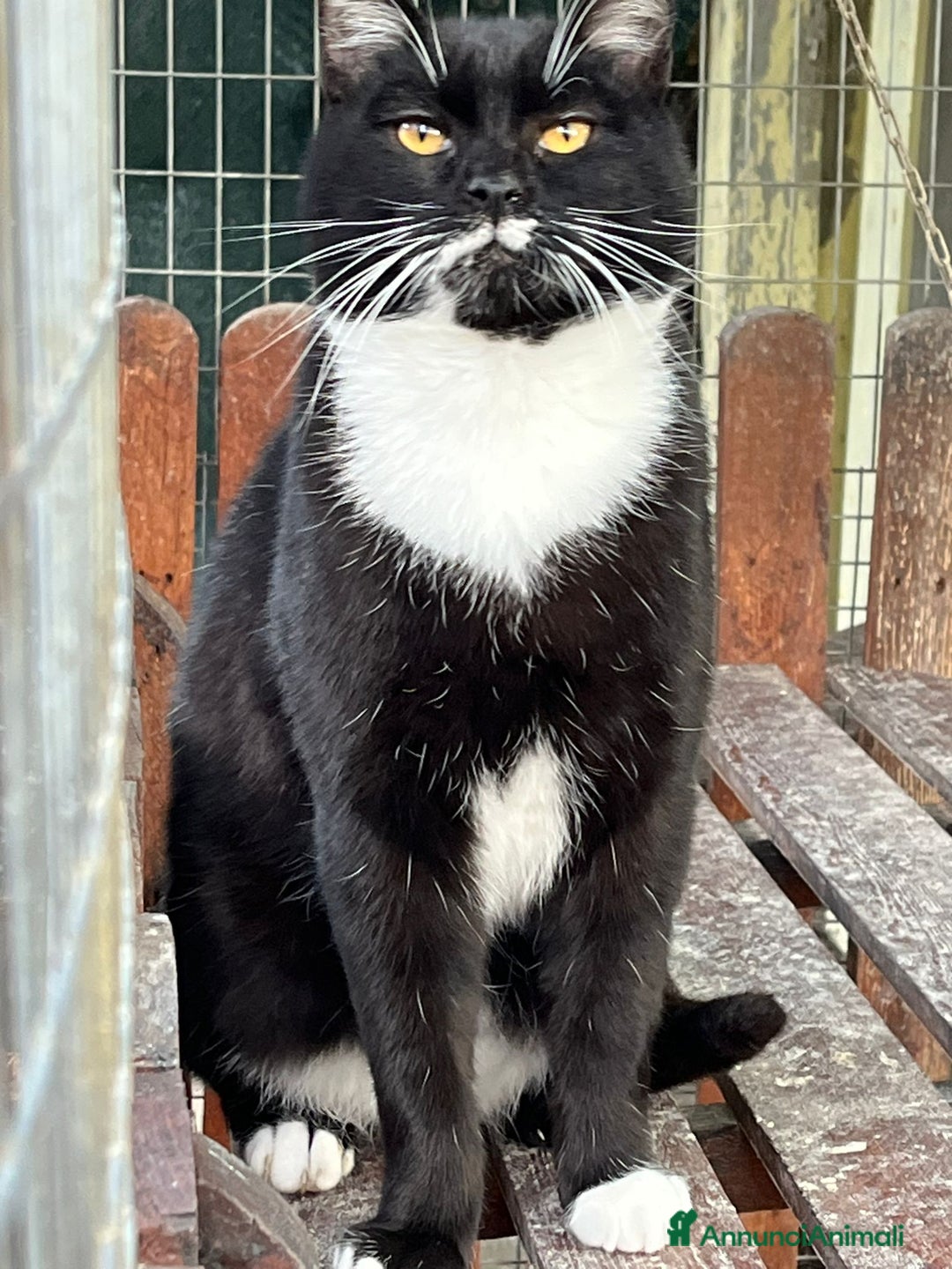 Europeo gatti in regalo: Gattino bianco e nero - Annuncio 1