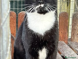 Europeo gatti Gattino bianco e nero - Annuncio 32