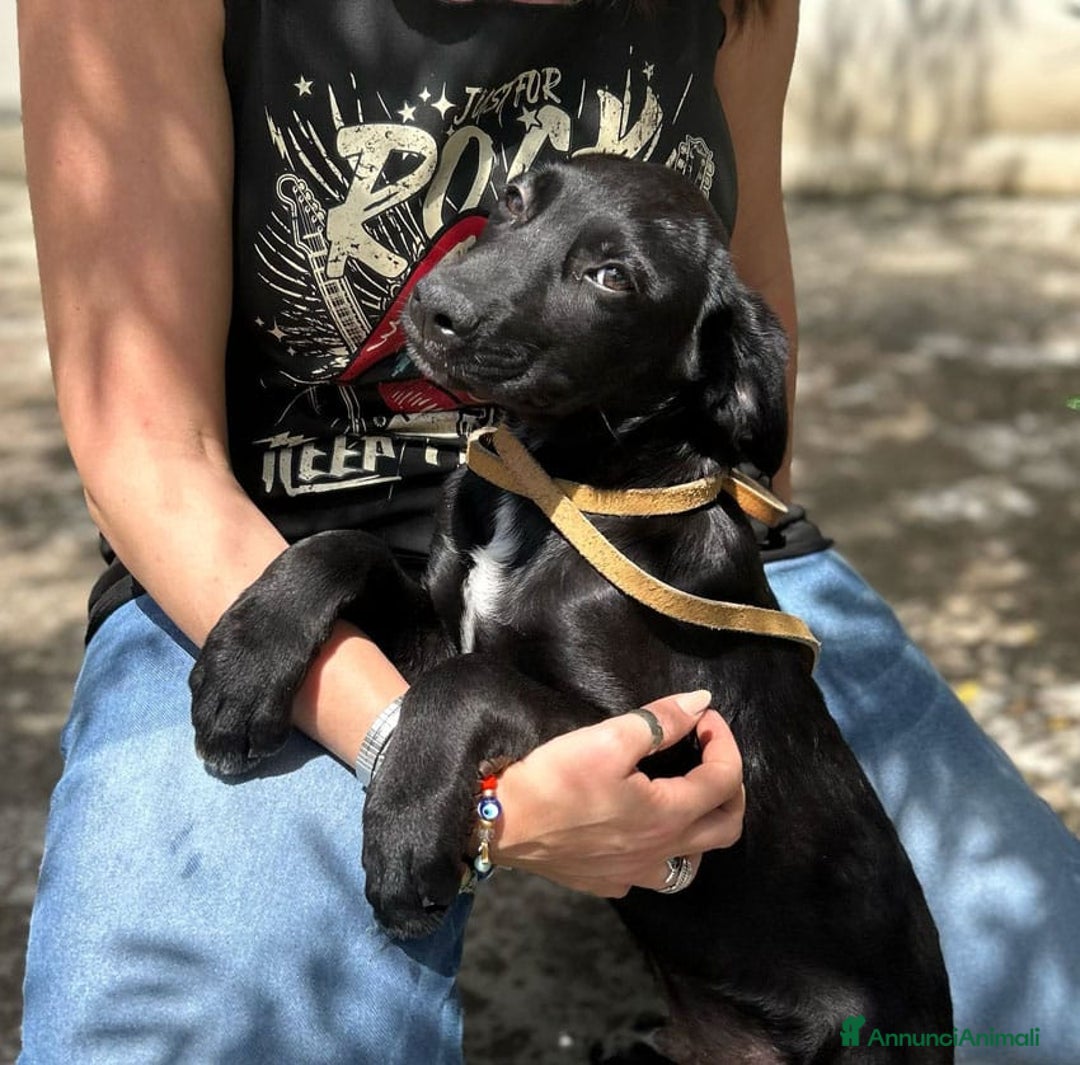 Meticcio cani in regalo: 8 cuccioli da salvare, 4 mesi: Gohan, Goku, ... a Provincia di Bergamo - Immagine 18