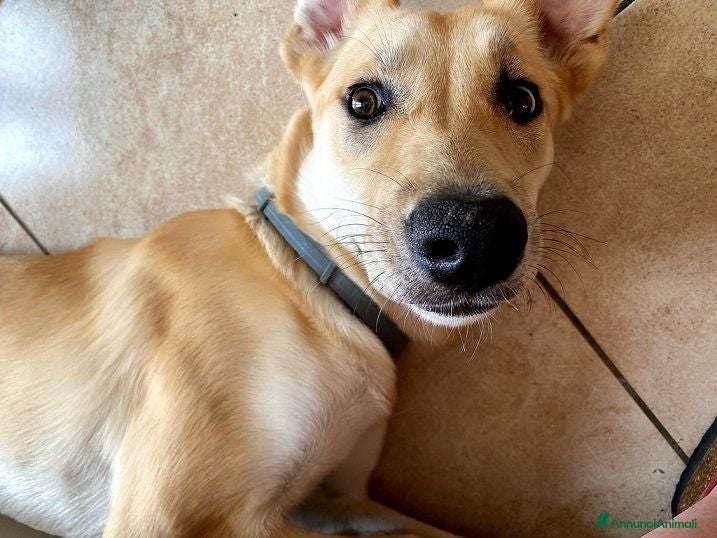 Meticcio cani RAILY brava ed affettuosa - Annuncio 2