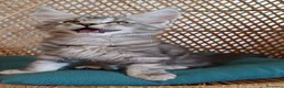 Maine Coon gatti in vendita: Meravigliose cucciole di Maine Coon linea russa  - Annuncio 5