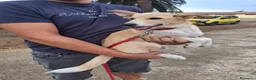 Meticcio cani in regalo: FIAMMA 🩷 DAL FUOCO, VERSO UNA NUOVA VITA 🙏🏻 a Provincia di Pavia - Annuncio 6