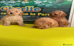 Barboncino cani in vendita: BARBONCINO NANO - Immagine 3