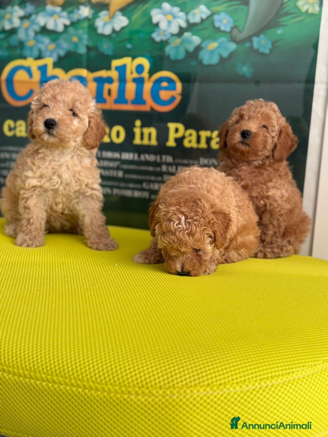 Barboncino cani in vendita: BARBONCINO NANO - Immagine 3