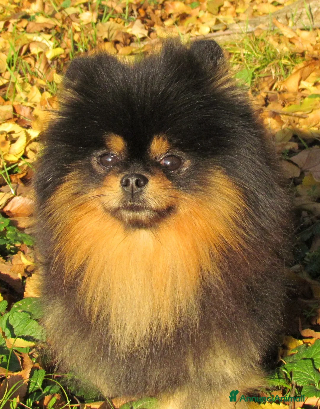 Spitz cani in vendita: Disponibile per la monta  / accoppiamento  - Annuncio 8