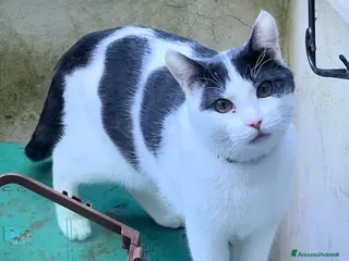 Europeo gatti Cosmo, il micetto più dolce del mondo - Annuncio 4