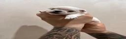 Chihuahua cani in vendita: Cucciolo di chihuahua  - Annuncio 5