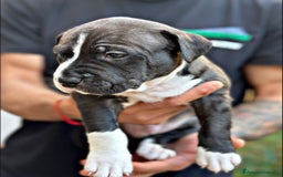Pitbull cani in vendita: Amstaff - Immagine 2