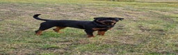Rottweiler cani per accoppiamento: Rottweiler per monta - Annuncio 3