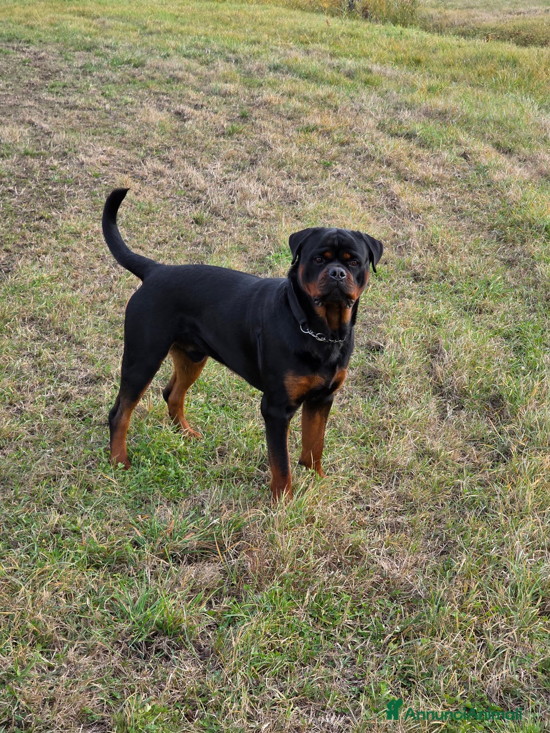 Rottweiler cani per accoppiamento: Rottweiler per monta - Annuncio 3
