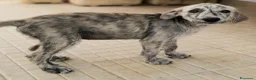 Meticcio cani in regalo: Argent 2 mesi taglia media  - Annuncio 2