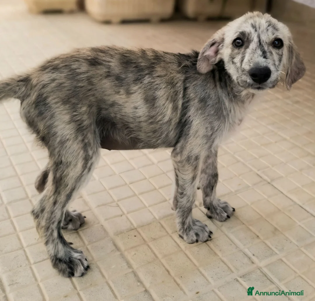 Meticcio cani in regalo: Argent 2 mesi taglia media  - Annuncio 2