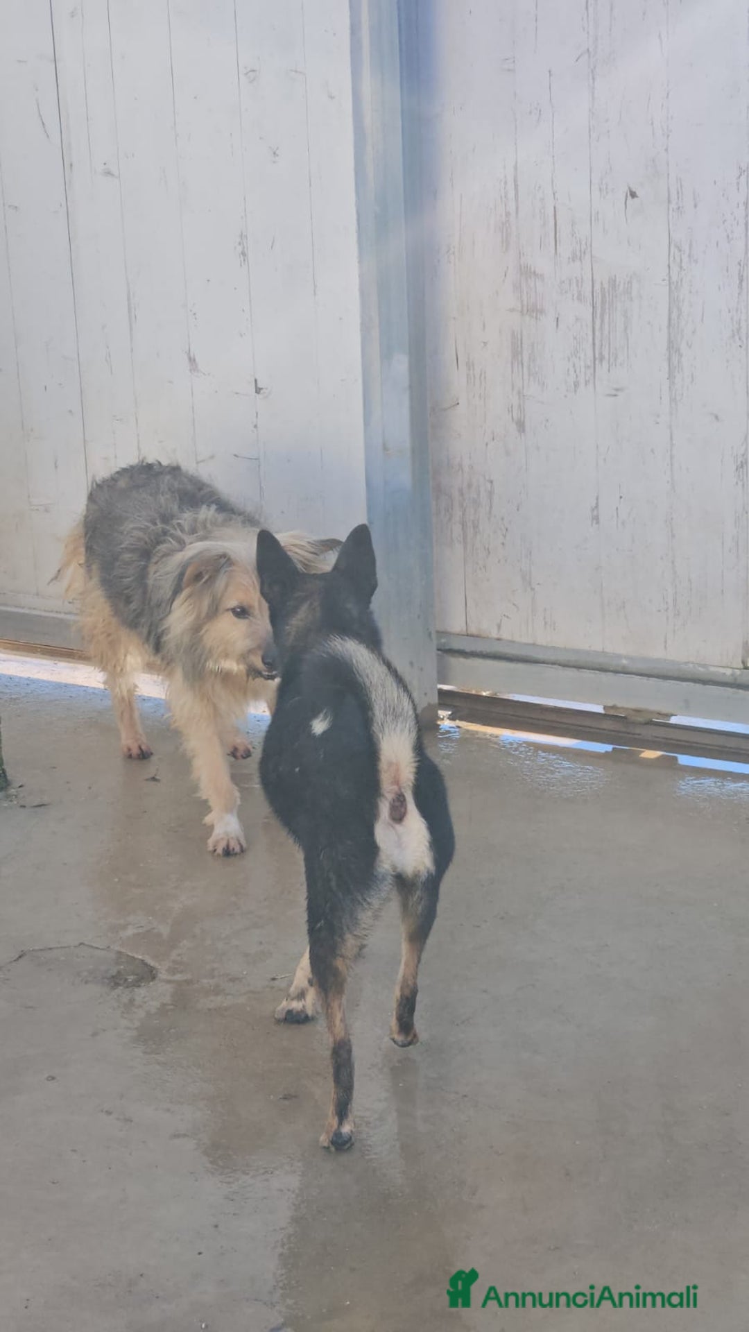 Meticcio cani in regalo: Vanny: una vita in canile, docile e socievole  - Annuncio 6