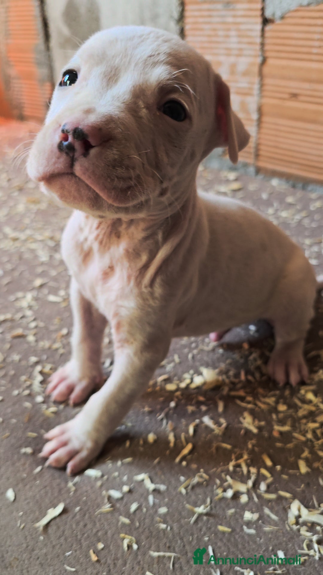 American Staffordshire cani in vendita: Cuccioli Amstaff  - Annuncio 20