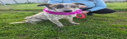 Meticcio cani in regalo: Karkadè, cucciolona in canile - Annuncio 20