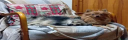 Volpino Pomerania cani in vendita: Cuccioli di Pomerania  a Provincia di Taranto - Annuncio 6