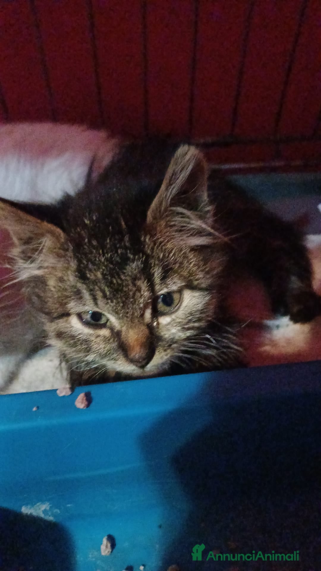 Altre razze gatti in regalo: GATITNI TENERI - Annuncio 2