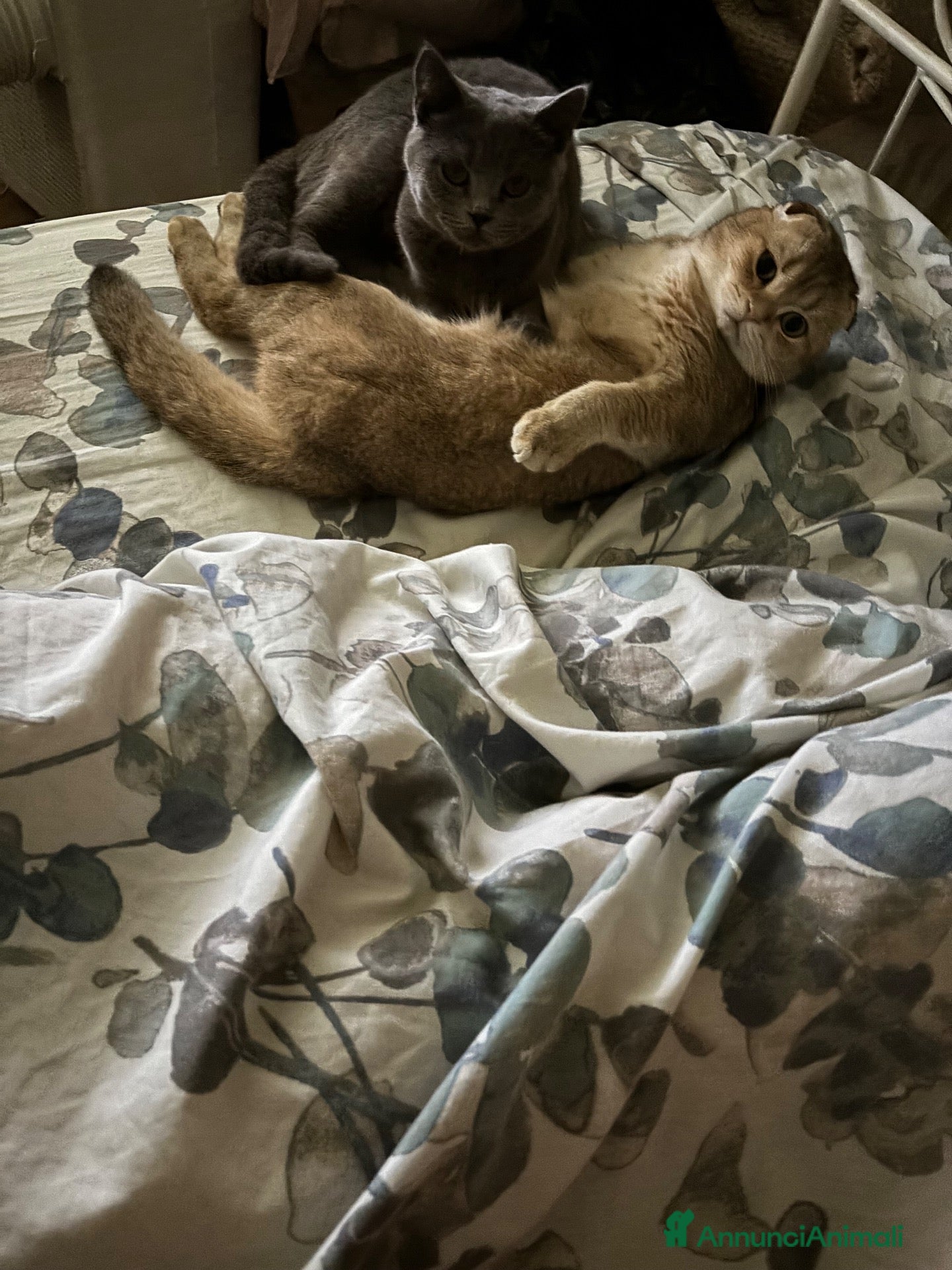 Scottish gatti Vendesi scottish Fold/straight - Annuncio 27
