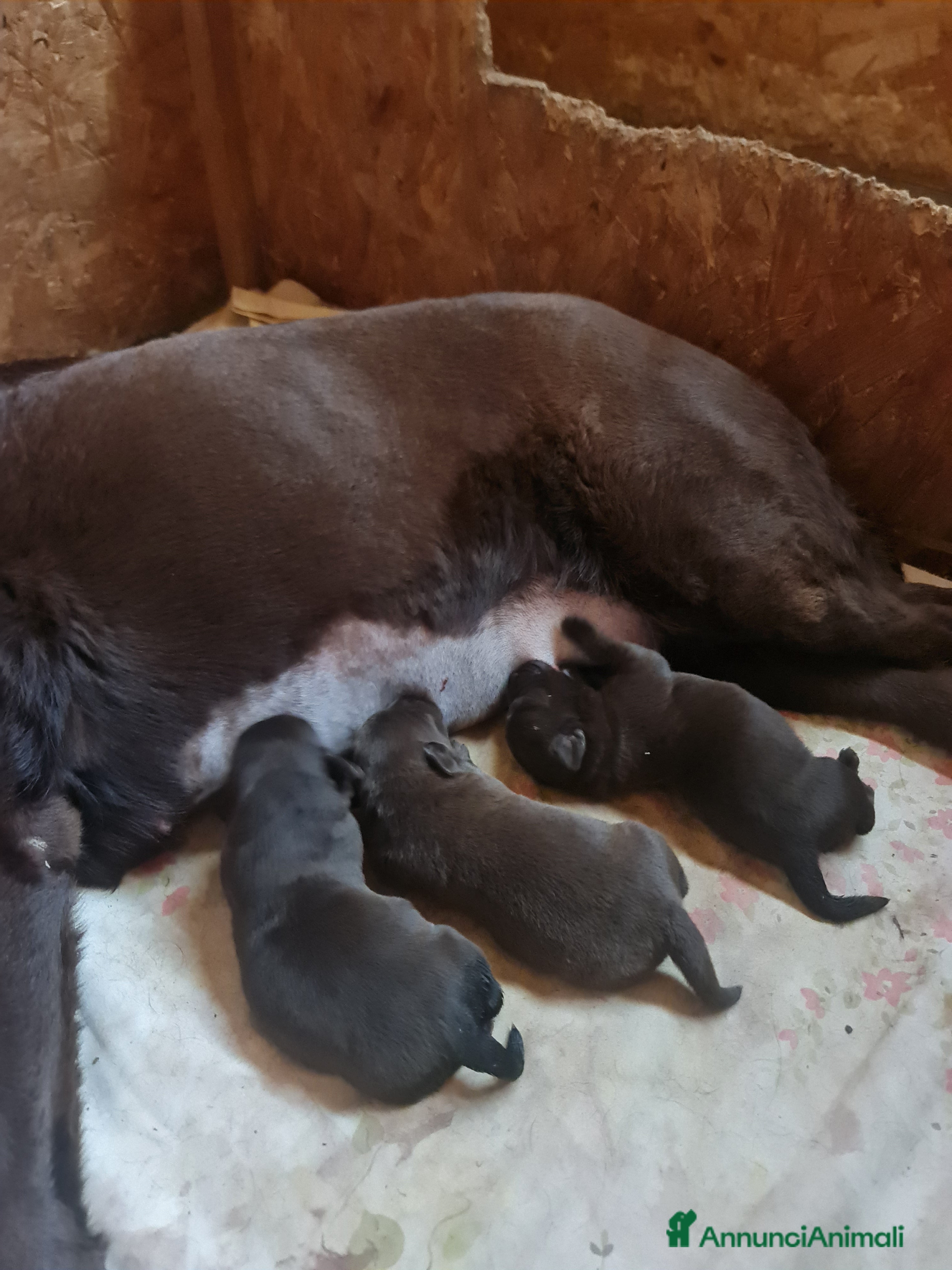 Labrador cani LABRADOR choccolate Cuccioli - Annuncio 3