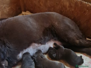 Labrador cani LABRADOR choccolate Cuccioli - Annuncio 17