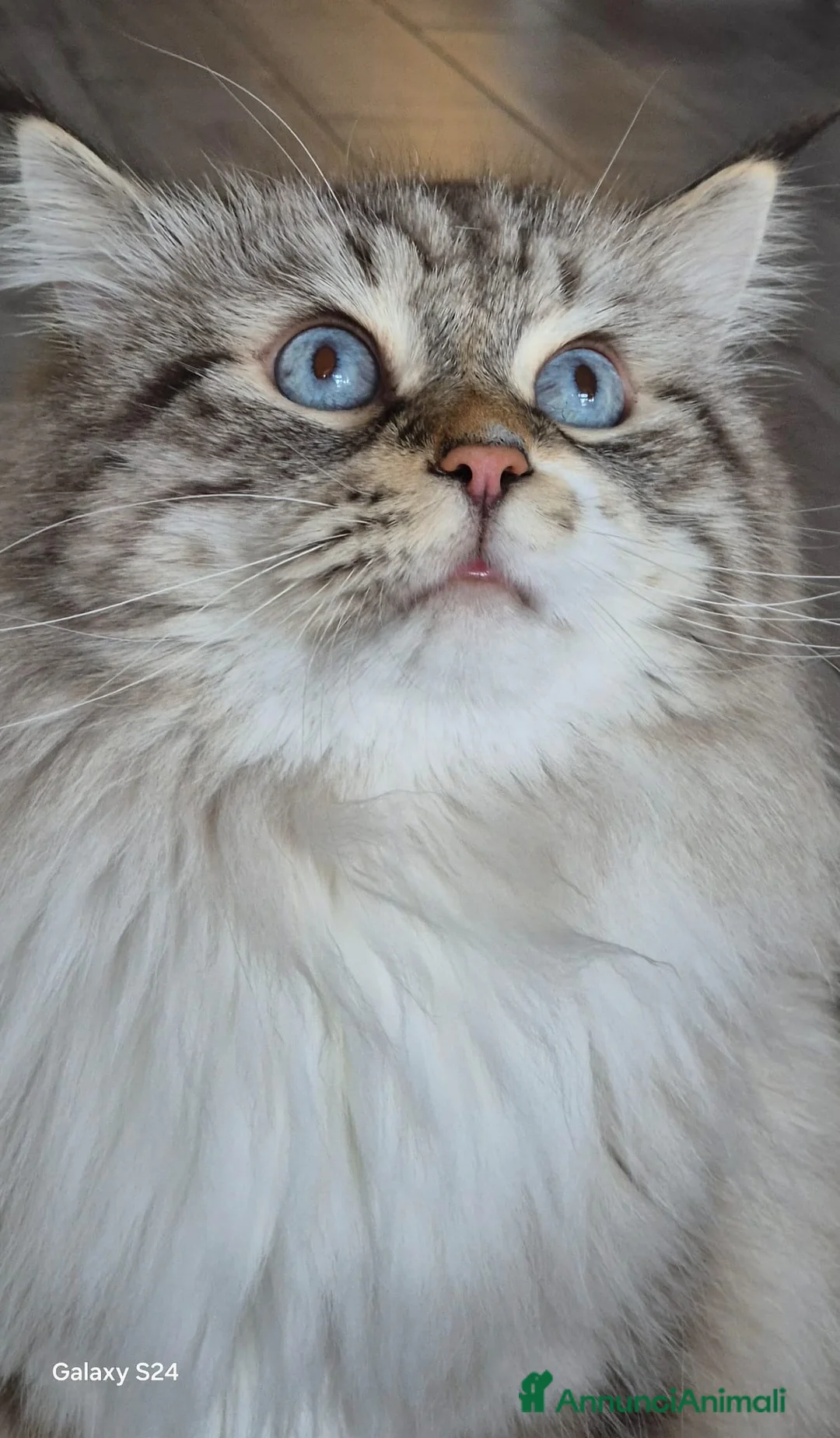 Siberiano gatti in vendita: Si prenotano cuccioli di siberiano con pedigree a Provincia di Terni - Annuncio 3