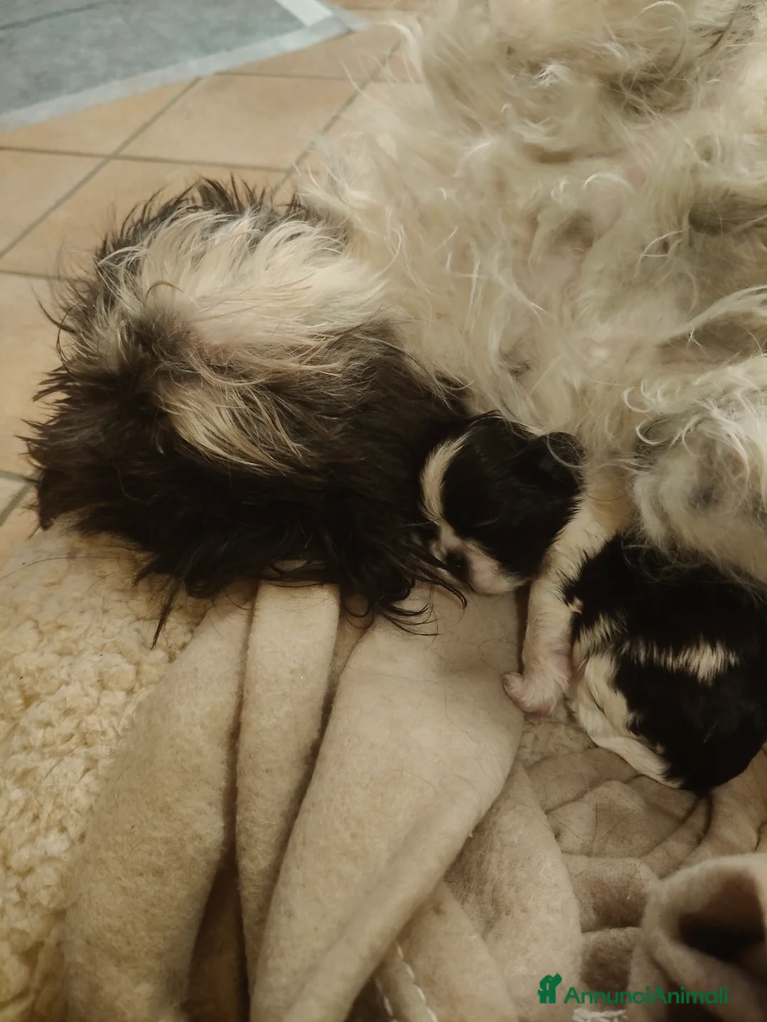 Shih Tzu cani in vendita: Cuccioli Shitzu  - Annuncio 7