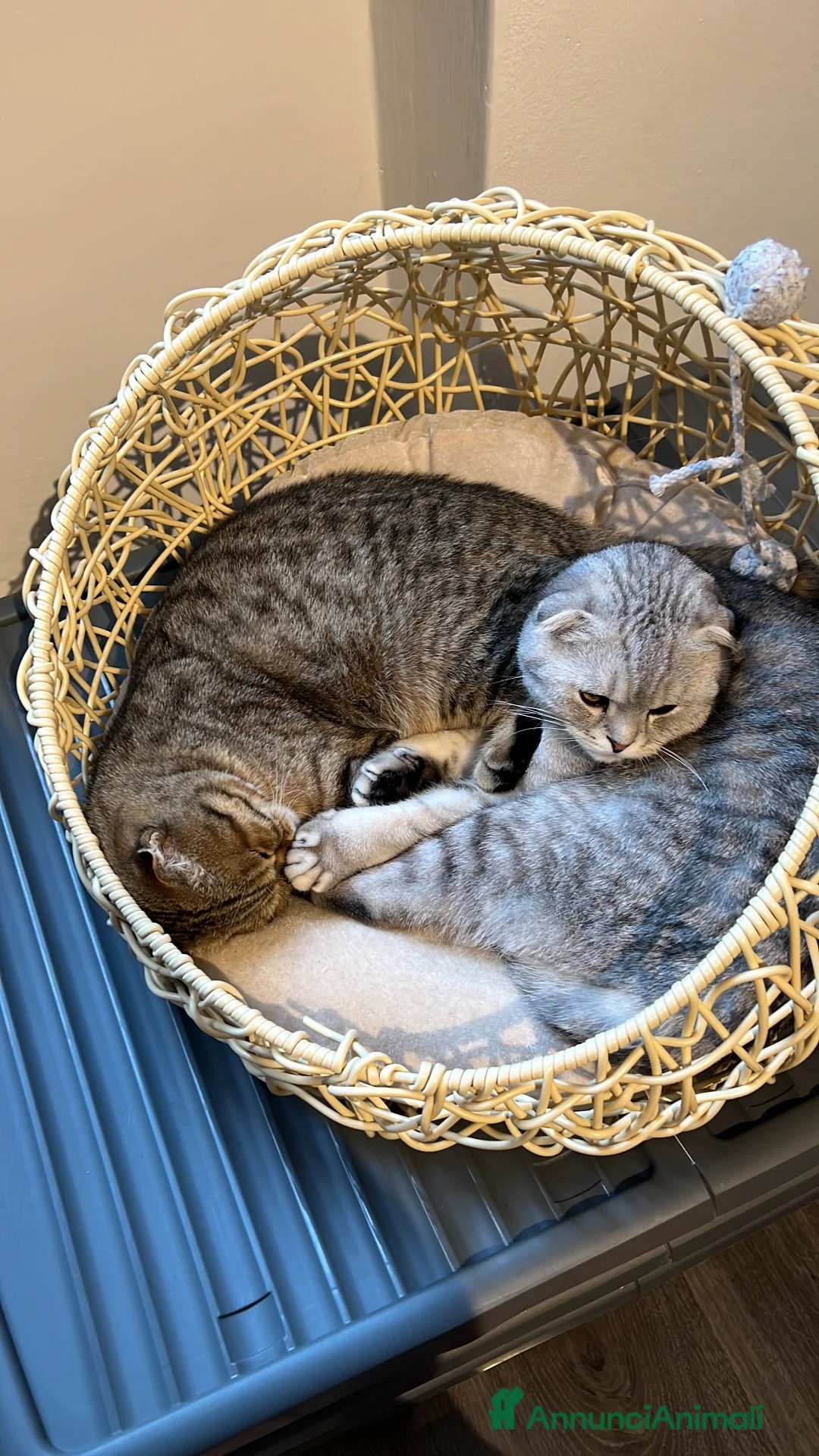 Scottish gatti in vendita: 2 Gatti maschi fratelli  - Annuncio 1